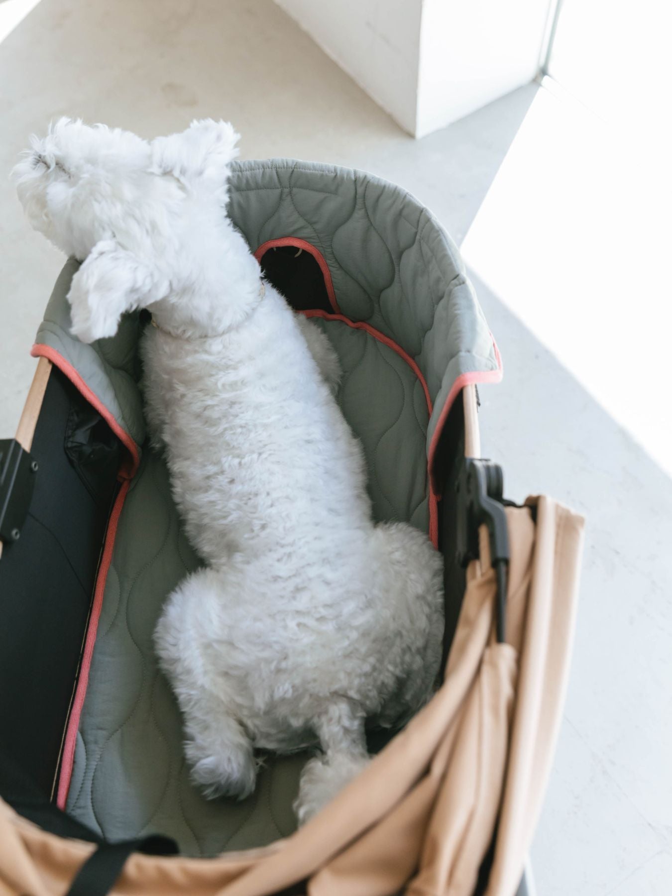 グレー（モデル犬：7.7kg）